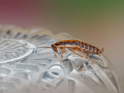 About Velora guard - pest control experts in Melbourne